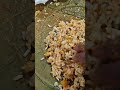 iscontemple prasada #iscontemple  #templevisit #ytshorts