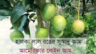 আমেরিকান কেইন আম।American Kent Mango.