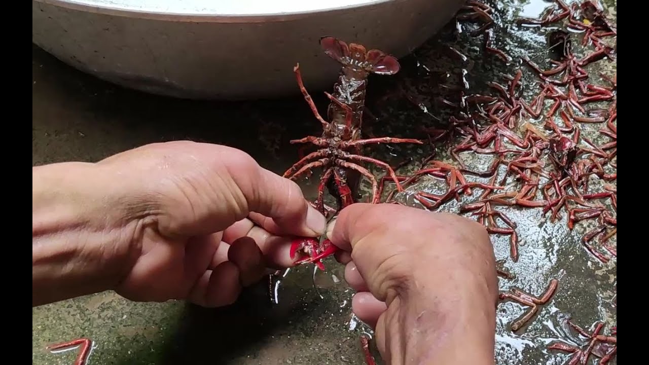 新手不会逮小龙虾，一般都会夹流血