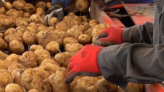 ほくほく　地域ブランド「今金男しゃく」収穫ピーク