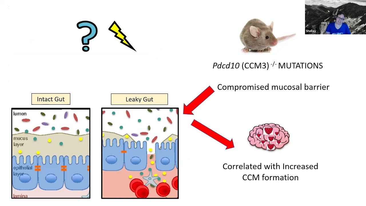 Let's Talk about Emulsifiers