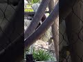 #stlouiszoo the sifakas were relaxing today