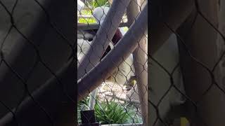 #stlouiszoo the sifakas were relaxing today