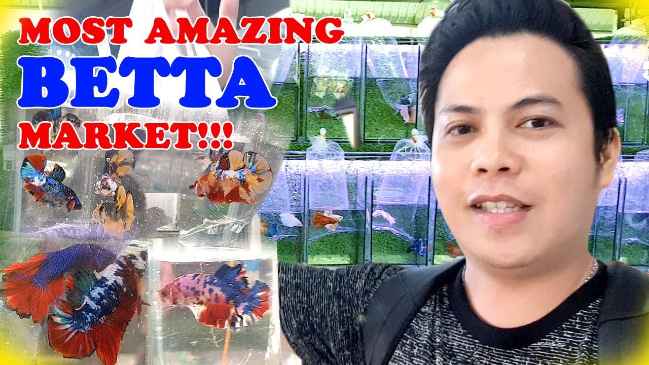 MOST AMAZING BETTA FISH MARKET IN THAILAND!!! Chatuchak on wednesday