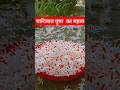 पारिजात पुष्प  का महत्व #pardeepmishrajishivpurankatha #upay #panditpardeepmishra #shorts #ytshorts