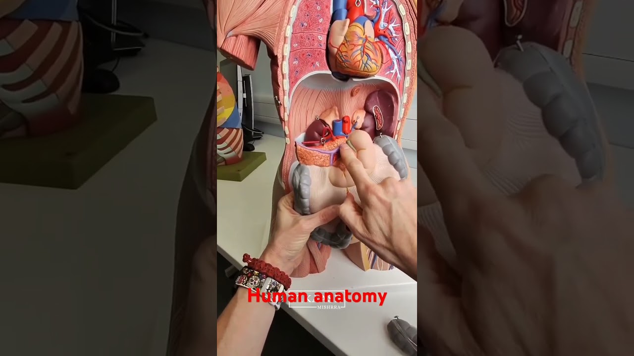 human anatomy 