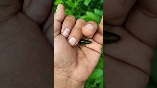 It is the Smaller shiny jewel beetlepart 2 #beautifulinsects #nature #anyuniqueanimals #insects