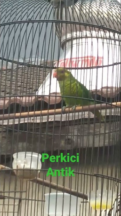 Perkici memanggil teman