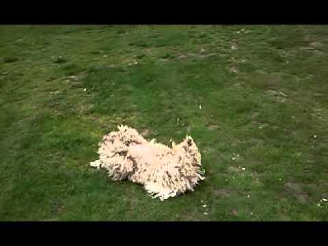 Туба Таня (Tuba Tanyа), Хайдусобосло, ВЕНГРИЯ Венгерский Пули собака