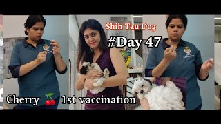 47 Days Shihtzu Dog | 1st Vaccination oF Cherry  Shih Tzu Dog 17.Jan.2024 #shihtzu #dog