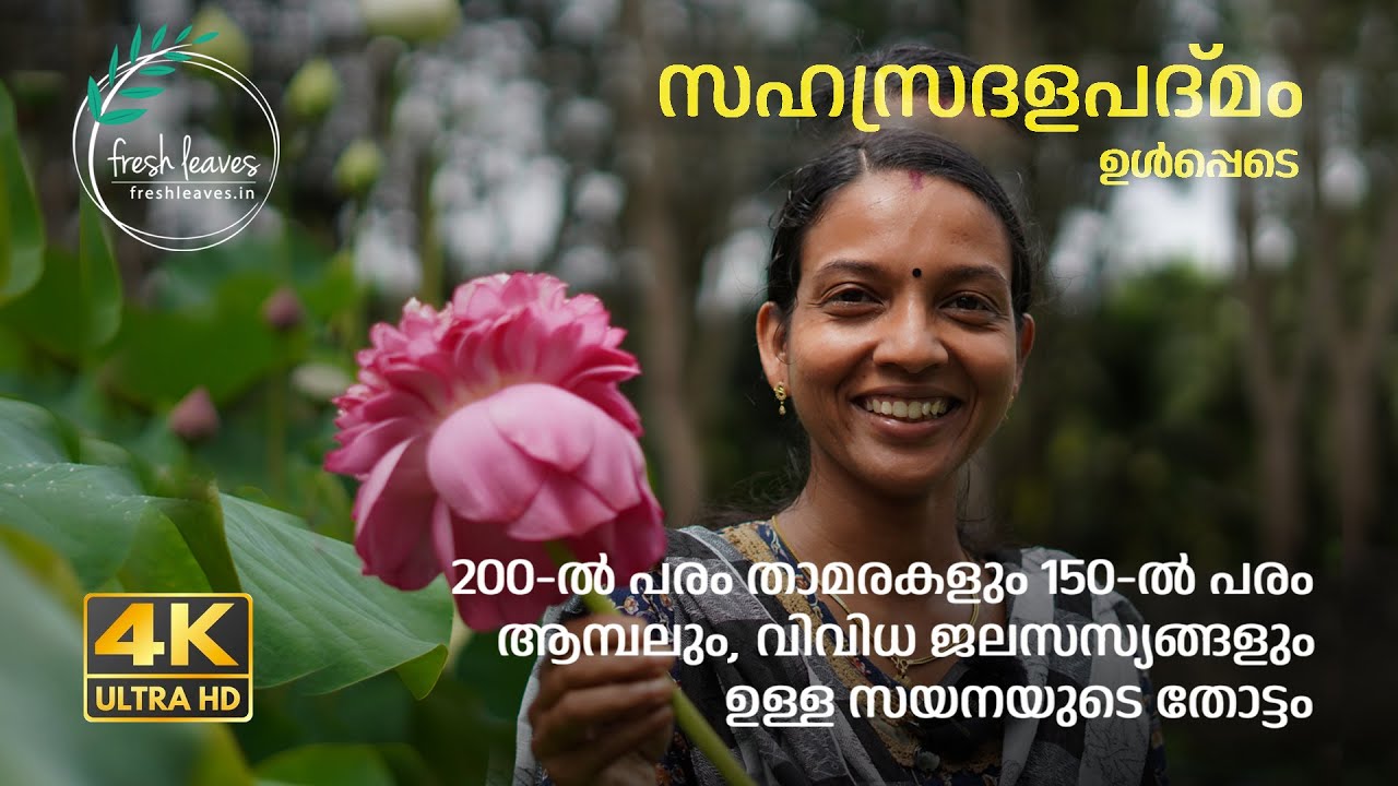 Sayana lotus farmer - Miracle aqua farm || Lotus farming techniques