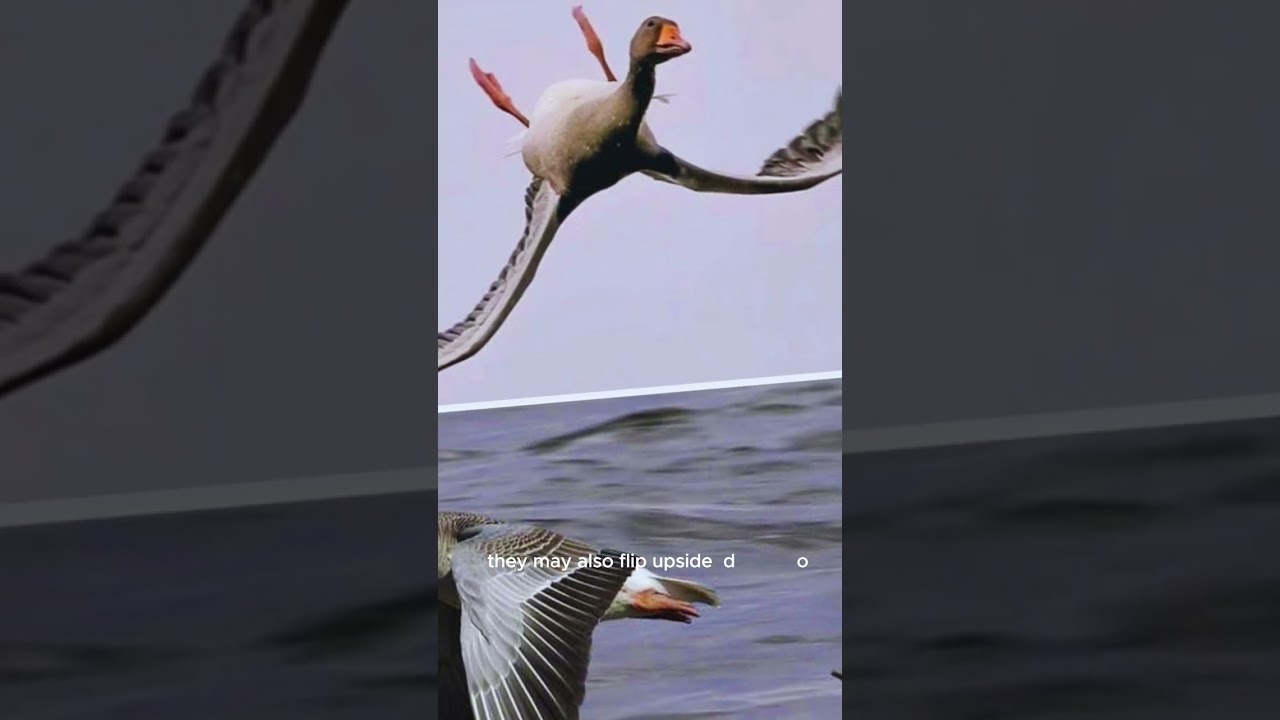Why do geese fly upside down