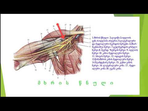 ზურგის ტვინის ნერვები