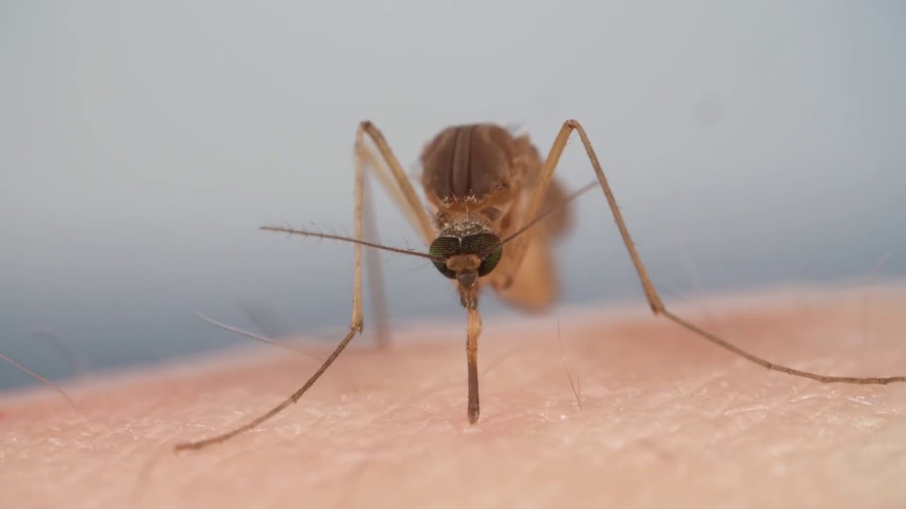How Mosquitoes Use Six Needles to Suck Your Blood Deep Look YouTube