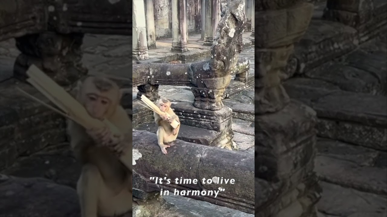 TEMPLE MONKEYS Excerpt From Bayon Angkor Wat Cambodia With In Harmony Lyrics Video