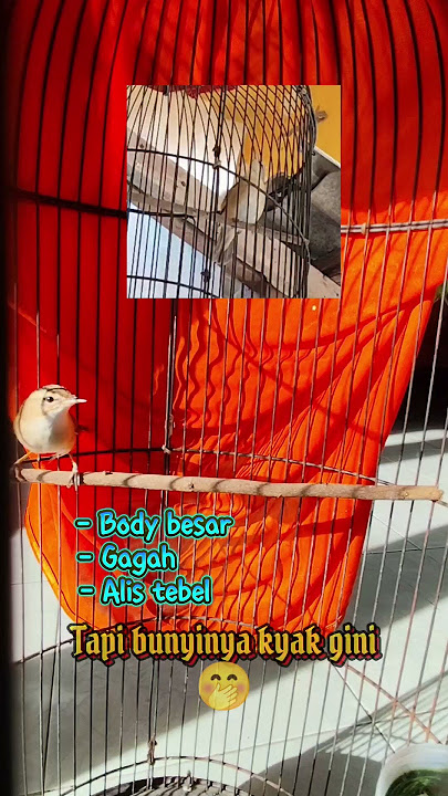 Suara Kerakbasi alis hitam betina #kicaumania #kicaumanianusantara #kerakbasialishitamgacor #birds