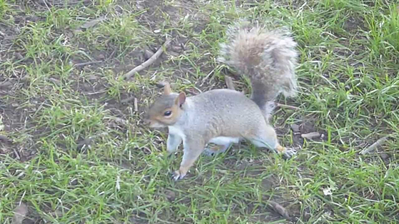 écureuil "squirrel" in French YouTube