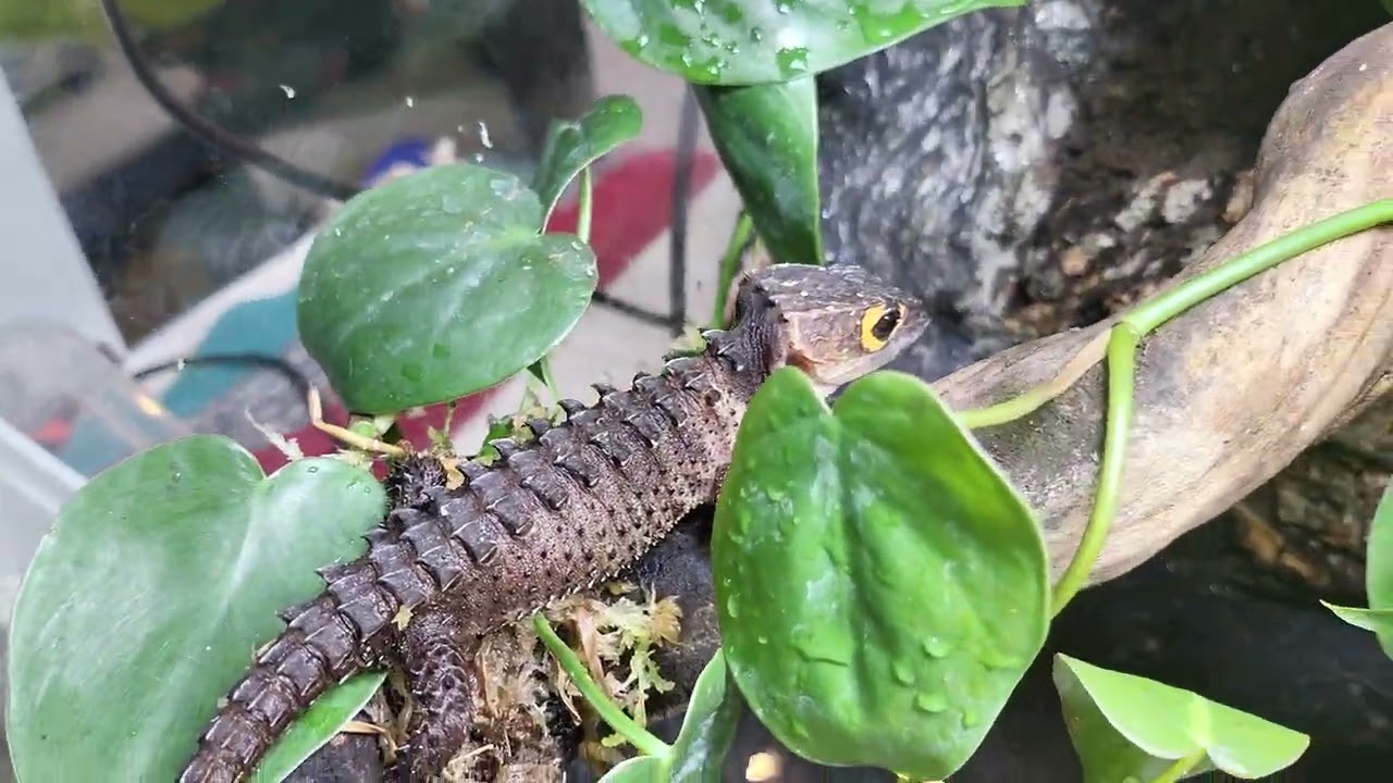 Népszerű, de sokan félre ismerik - A krokodil szkink tartása és terráriumának bemutatása 🦎🐊🤓