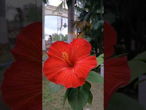 জবা ফুল Nature Whatsapp Status |Relax Music StatusHindi Song Whatsapp Status #relaxingmusic#nature