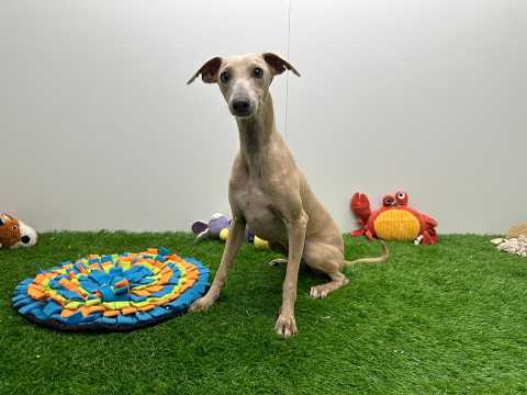 Video van Italian Greyhound Female Isabel - PUP-ID 010653588 | Dierenhof Debrabandere
