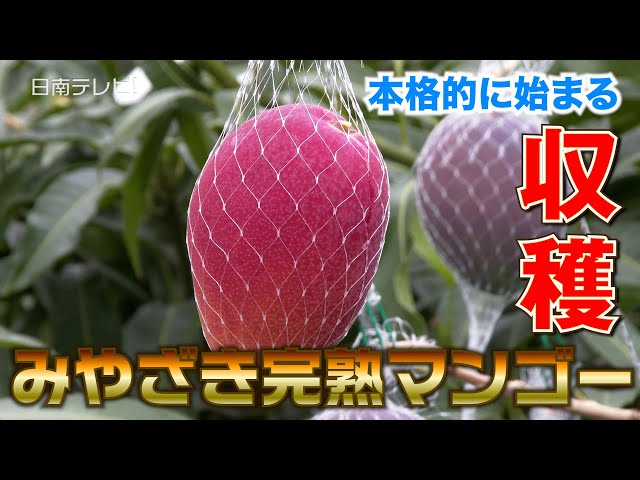 【宮崎県産】摘果マンゴー 10kg（送料込み）本日(4/5)収穫・明日発送！ 宮崎県より産地直送 JAみやざき宮崎中央地区本部 訳あり宮崎マンゴー 1