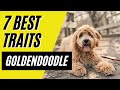 GOLDENDOODLE - 7 Reasons Why the Goldendoodle is the Perfect Dog