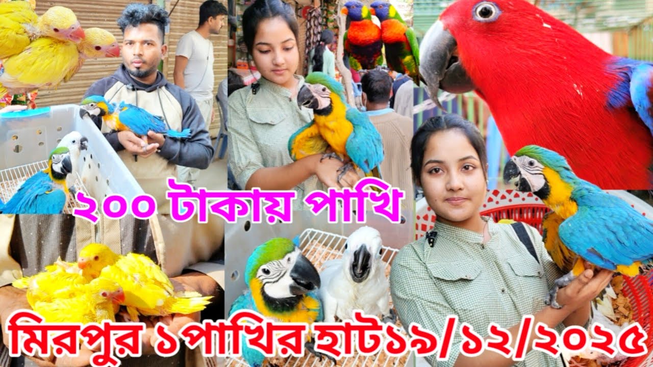 মিরপুর ১ পাখির হাট | mirpur 1 pakhir hat | Exotic Pets | Pakhir hat | Mirpur Pakhir hat | Viralvideo