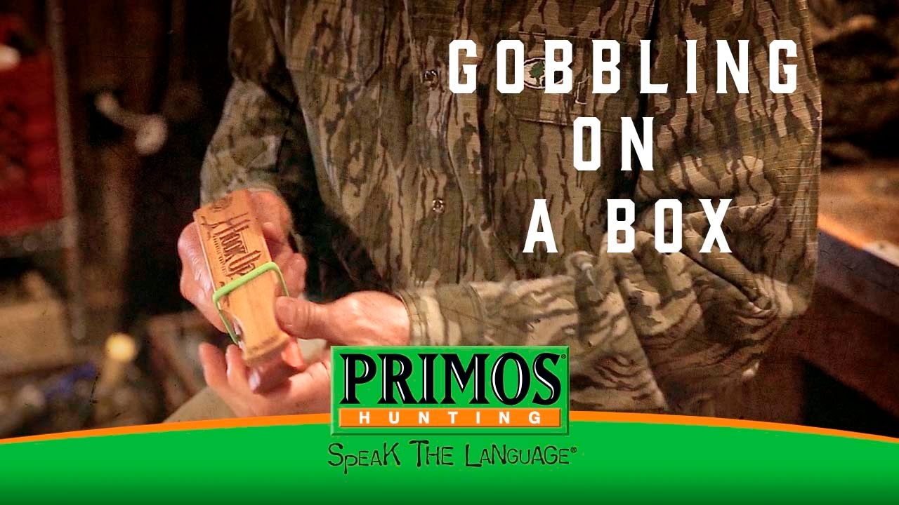 Learn How To Gobble On A Box Call