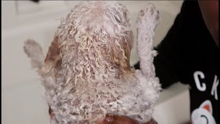 MY DOGS CURLY HAIR ROUTINE