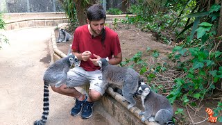 🐒 Lémur de Cola Anillada (Lemur catta) - El Maki de Madagascar 🐒