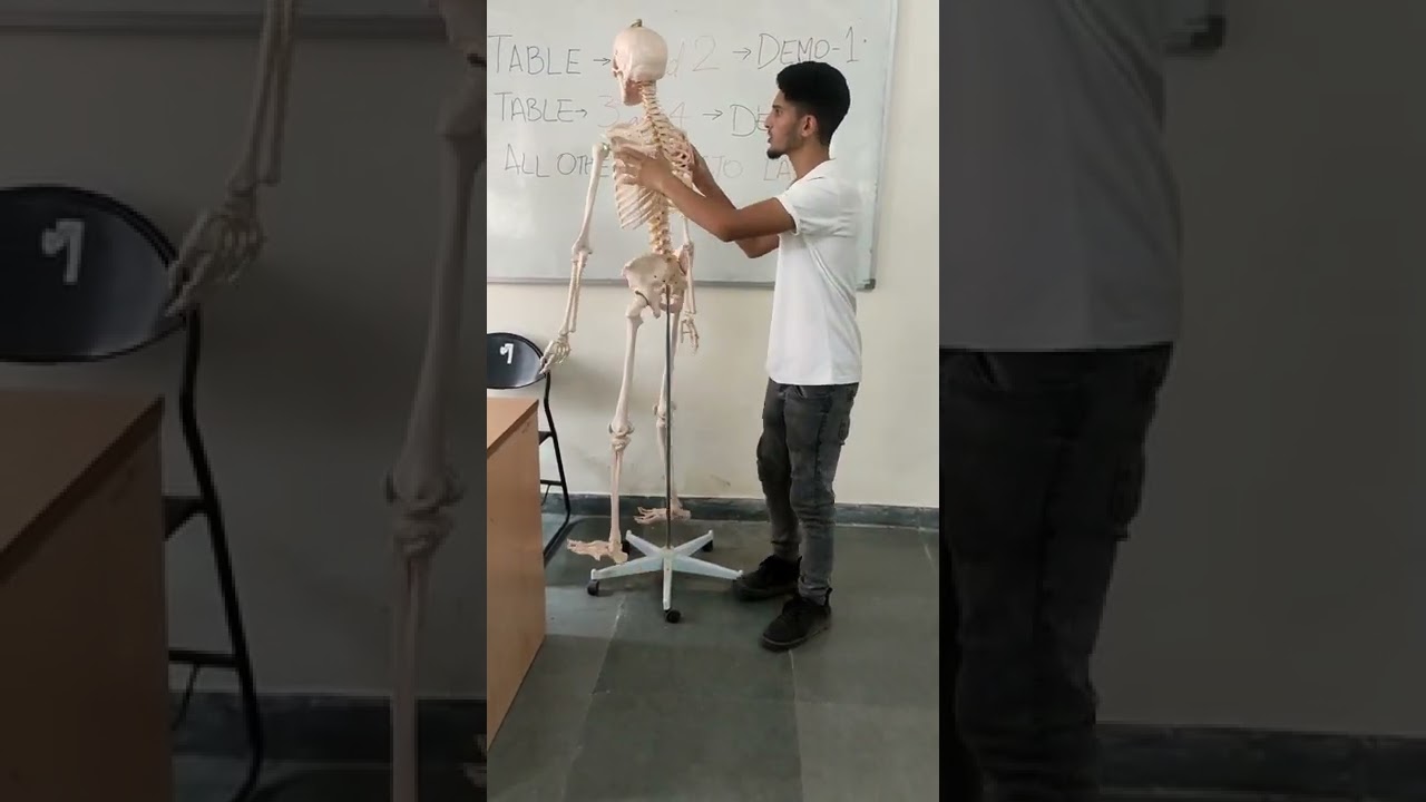 Skeleton System Bones Name and Position 