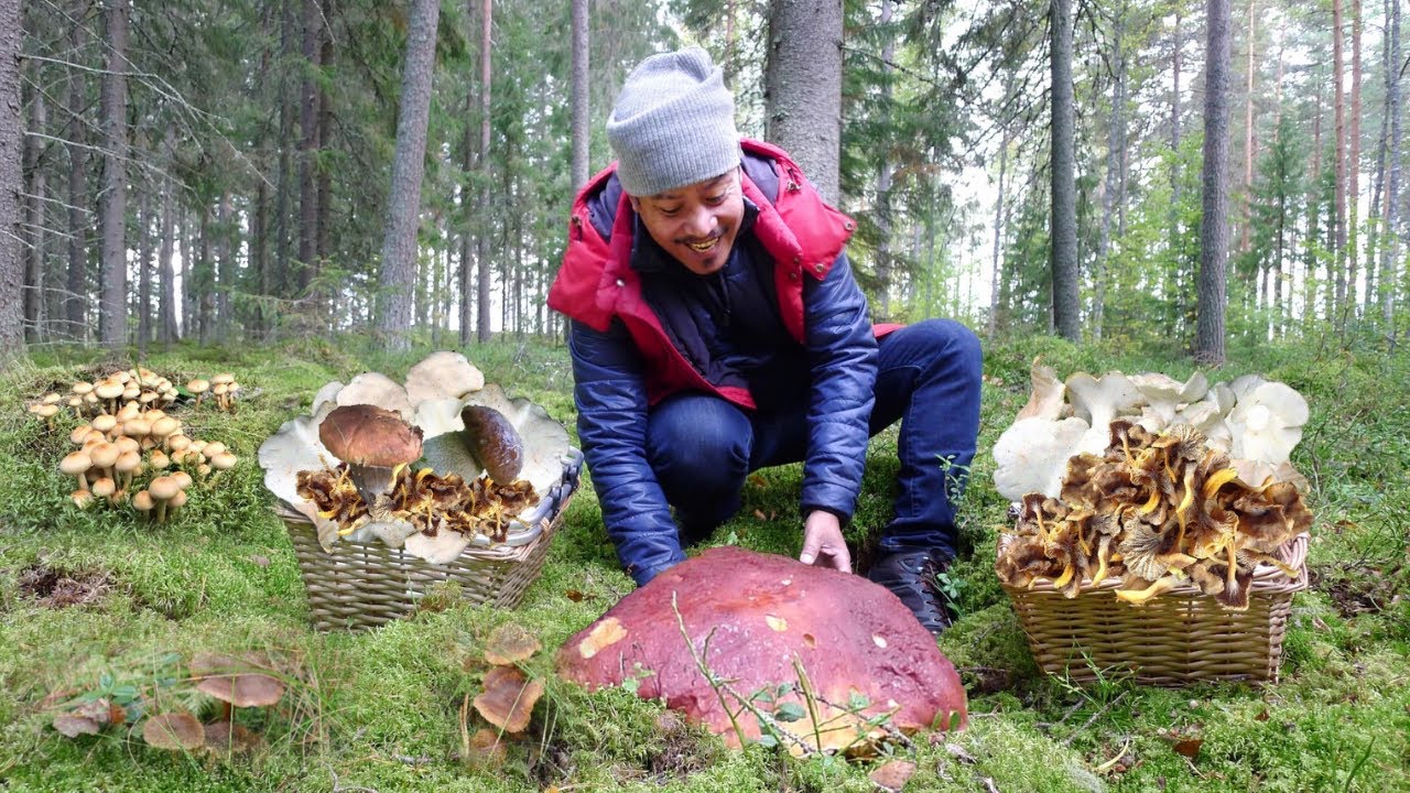 40KG MUSHROOMS!! JACKPOT! FUNGHI PORCINI! WINTER CHANTERELLE! SHEEP POLYPORE. FORAGING MUSHROOM!