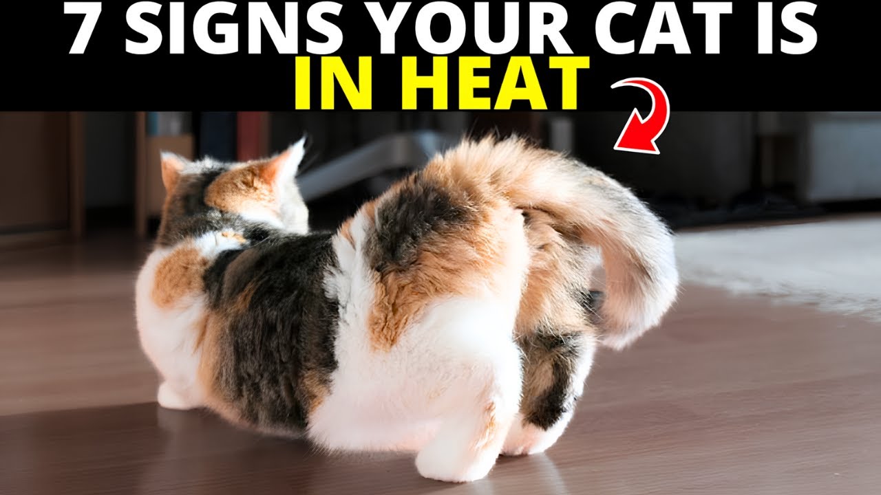 How Do You Tell If Your Cat is in Heat: Key Signs