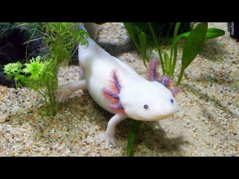 دنیای عجیب تا حالا ماهی را این گونه ندیده بودم واقعا شگفت انگیز است