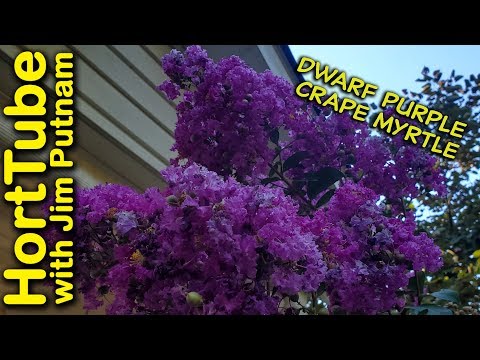 Video: Dwarf Myrtle Trees - Care Of Dwarf Myrtle