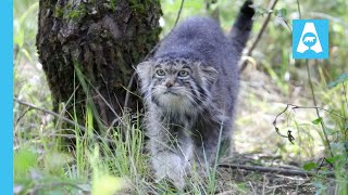 Innokenty The Pallass Cat On The Hunt