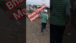 Bhata Chowk Mandi Update,Mini Vlog 2026 #qurbani #2026 #jntv #fahadmustafa #muddassirbashirtv #bakra