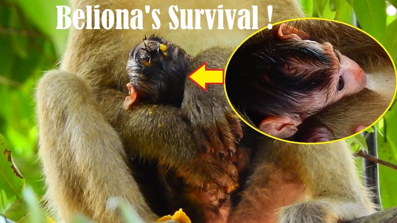 Yes Yes, Beliona Survives No Starving Milk Anymore Just 1 Day Old Starting Milk full