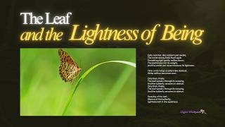 [Night Whispers] The Leaf and the Lightness of Being (Duet Version) - Photo &amp; Poem by Song Su-euy