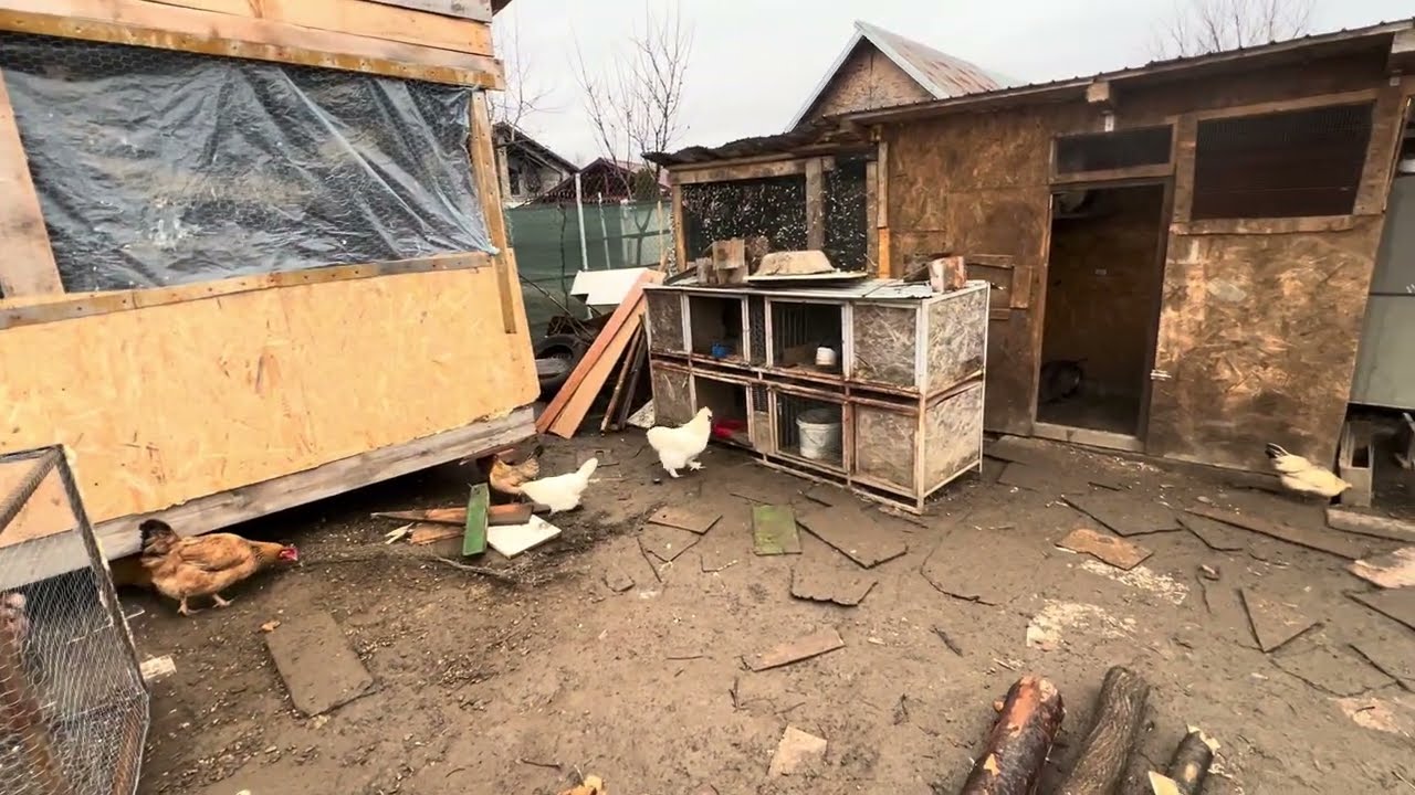 Deja am început voliera cea mare ,am mutat crescătoria de porumbei ,îmi trebuie niște scândură ‼️🕊️🪽