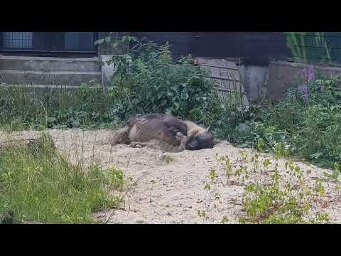 A pregnant female of brown hyaena