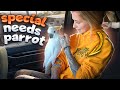 Adopting Willie : A Special Needs Parrot 🦜