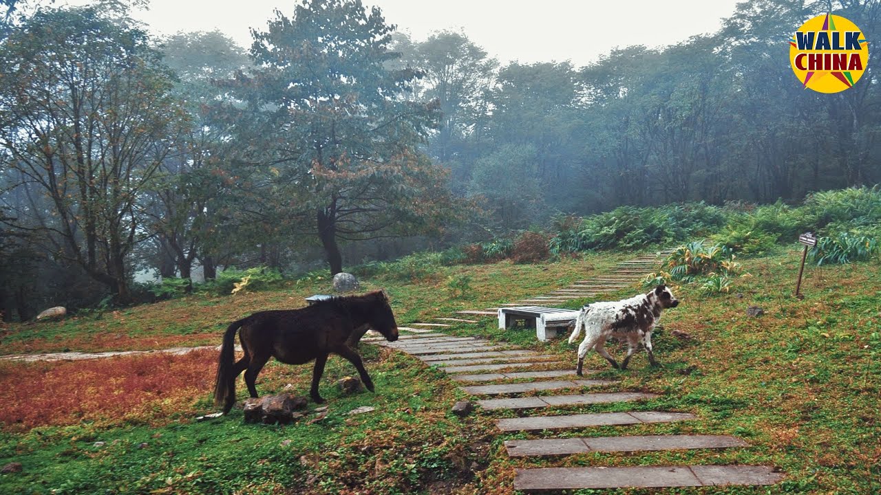 Colorful Grassland Nature Walking Tour in Autumn | Paradise in China's Bermuda
