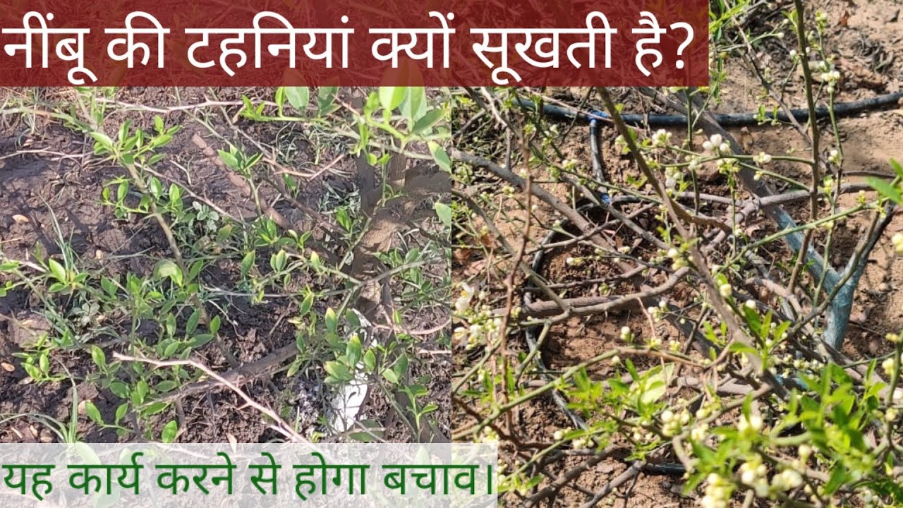 371. नींबू के पौधों में टहनी सूखना और पत्ते गिरने का उपाय और पहले के उपाय।