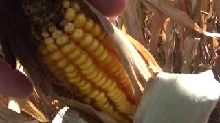 (2019) Scouting Corn Fields in the Neighborhood