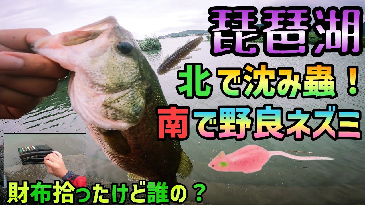 【琵琶湖バス釣り】北では沈み蟲一発！南ではトップで野良ネズミ水面爆発のものすごいバイトが！？更に増水で財布が流れてきた？今回も琵琶湖オカッパリでのバスフィッシング！沈み蟲3.2インチ発売でおさらい！