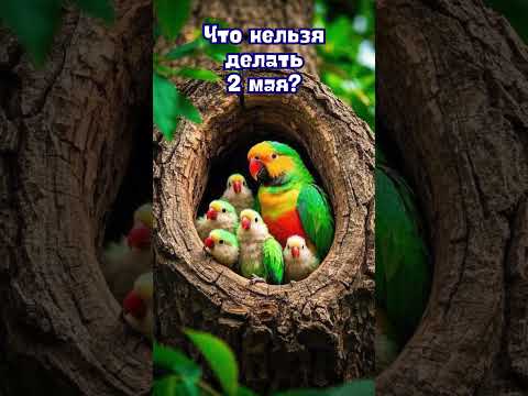 2 мая народные приметы. Приметы 2 мая.2 мая именины #народныеприметы