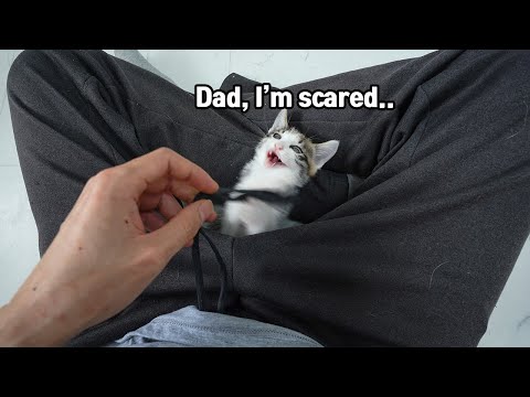 The Baby Cat Always Hiding <strong>inside</strong> me because it&amp;#39;s Scared of <strong>Big</strong> Cats