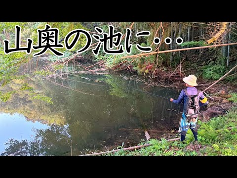 [Illegal Release] I went to catch an invasive species discovered in Japan for the first time 2 ye...