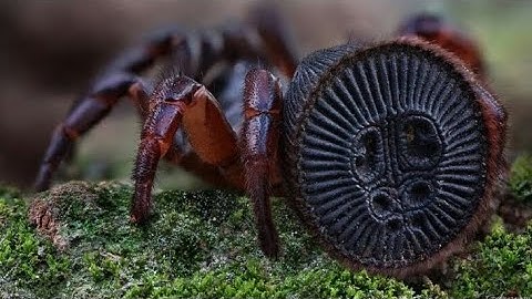 Nhện cửa sập, loài nhện cổ đại, mà có thể bạn chưa biết.